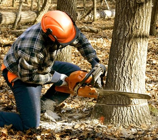 Tree Removal in Clio, SC